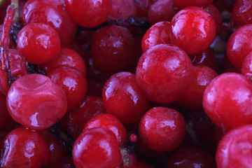 Schisandra chinensis background