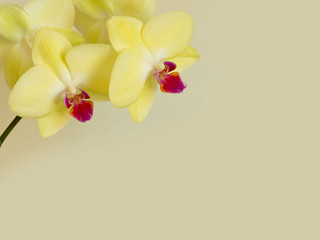 Yellow Orchid Flower background card