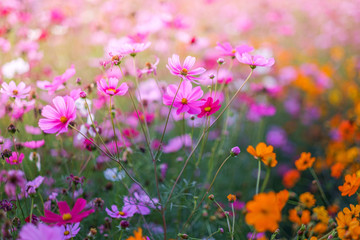 Cosmos flowers bloom in the rainy season in the garden.