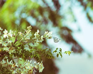 close-up of butterfly 