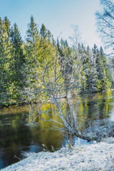 Powichrowane drzewa nad jeziorem w zimowy poranek, oszroniona trawa