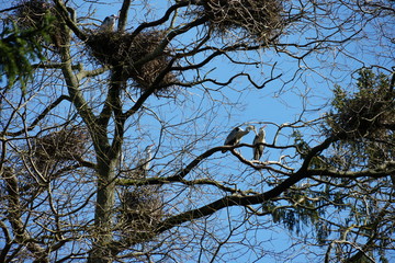 A tree with large crown densely covered by bird nests, some grey herons, ardea cinerea, are sitting...