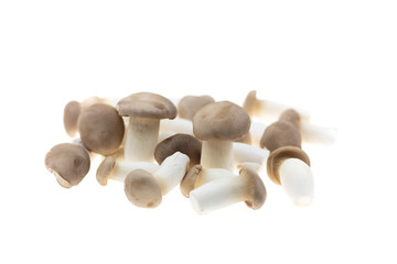 Pleurotus eryngii mushroom isolated on white background.