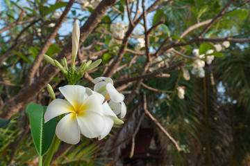 White plumeria flowers, tropical flowers, fragrant, popularly used as decorative and decorative flowers for inspiration of creativity and holidays.