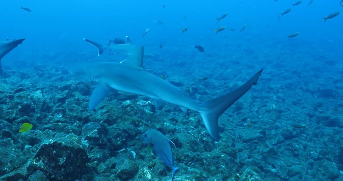 Galapagos and silvertip sharks, Revillagigedo islands, Mexico.