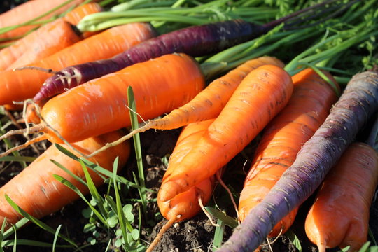 Carrots harvest on field. Different carrot varieties - orange and violet