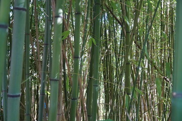 Bamboo trees as background with close up of trunks without leaves