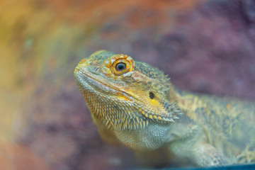 Fototapeta premium lizard on a rock