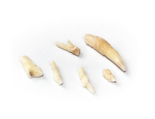 Multiple extracted teeth of cat or feline. Fangs or canine, premolar and molar of senior cat removed during dental surgery. Isolated on white.