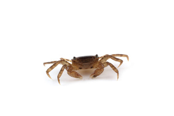 Little crab isolated on white