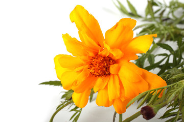 Marigold isolated on white