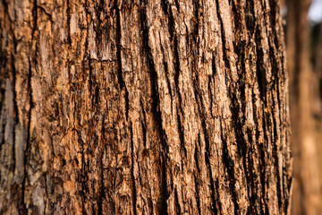 Obraz premium Naturalny materiał tekstury kory. Do projektowania. Stary wzór tła drzewa drewna. sucha kora drzewa z bliska.