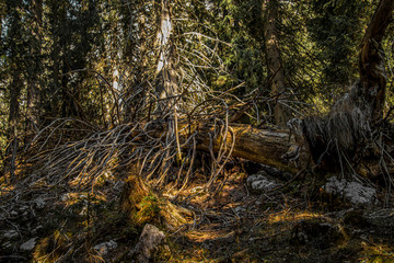 Fallen spruce tree in Julian alps forest