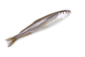 Smelt fish isolated on white