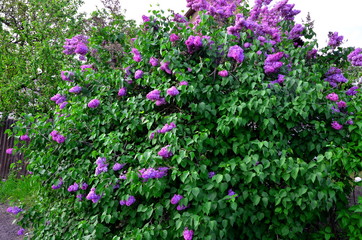 Obraz premium A large bush of blooming lilacs.