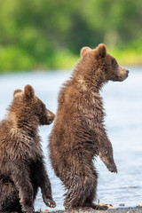 Fototapeta premium Ruling the landscape, brown bears of Kamchatka (Ursus arctos beringianus)