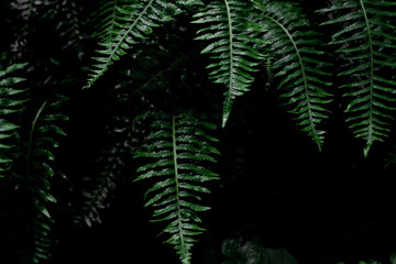 Some green leaves of a tropical forest