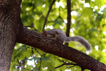 squirrel on tree