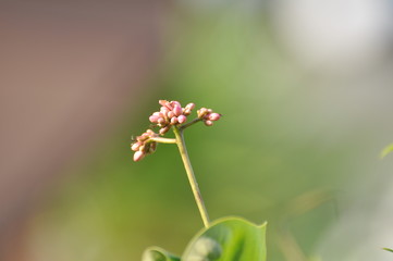 Colorful flowers and morning sunshine	