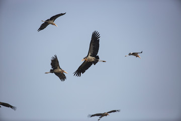 greater adjutant storks