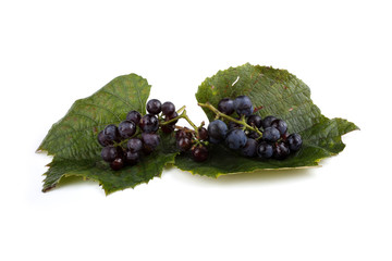 Black wine grape on autumn leaf