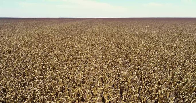 Agriculture - Aerial image in slow motion of high yield corn plantation in the field with blue sky in open area - Agribusiness.