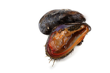 Mussel and opened mussel