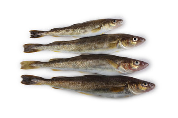 Saffron cod isolated on white