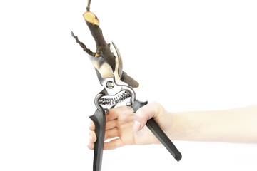 Secateurs in hand on a white background. Garden tools