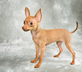 Russian toy terrier