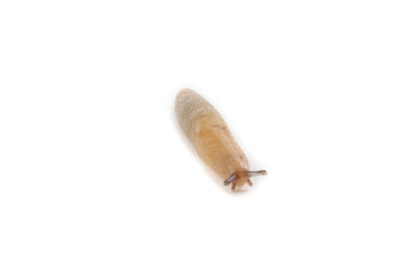 Slug isolated on white