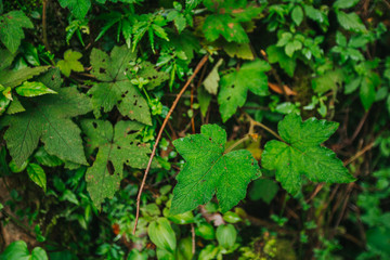 Tropical foliage in a jungle from Thailand. 