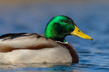 Obraz premium Male mallard duck close up