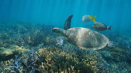 Underwater a green sea turtle with fish over a coral reef, south Pacific ocean, Oceania