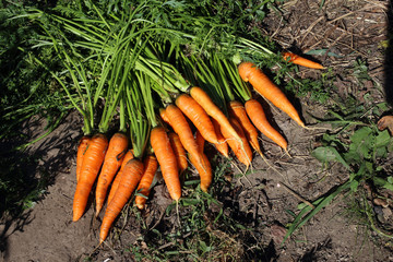 Carrots harvest on field