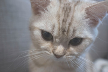 Portrait of a beautiful cat Scottish Straight, closeup, isolated