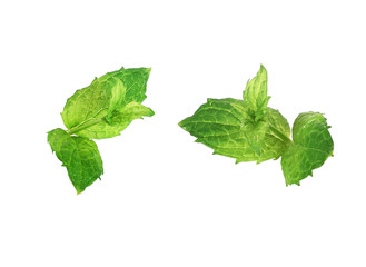 mint leaf isolated on a white background