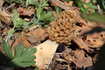 Growing morel