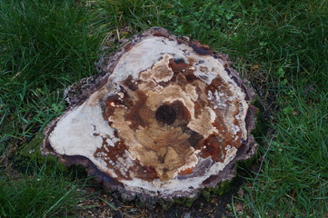 Stubble stump in the forest glade