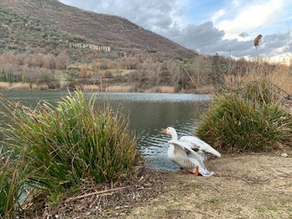 Fototapeta premium swans on the lake