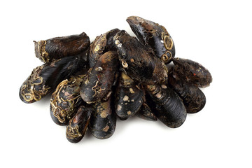 Mussels