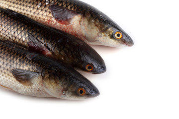 Pelengas (So-iny mullet)