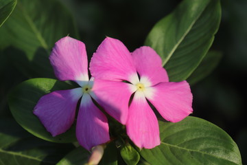 Vinka Rosia