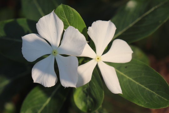 Vinka Rosia white