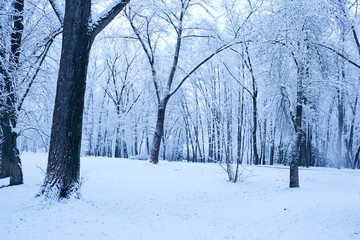 beautiful winter park with snowy trees