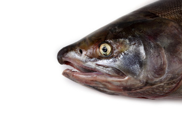 Chum salmon