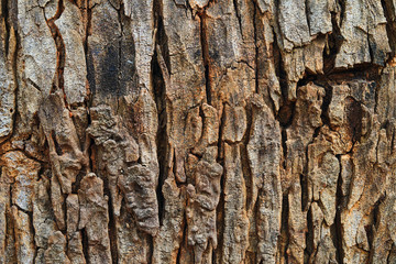 Obraz premium Background of the textured tree trunk