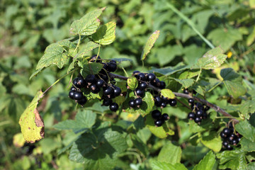 Growing black currant