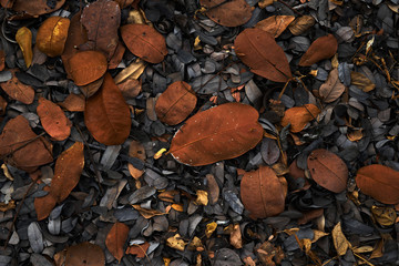 The fall brown and black leaves