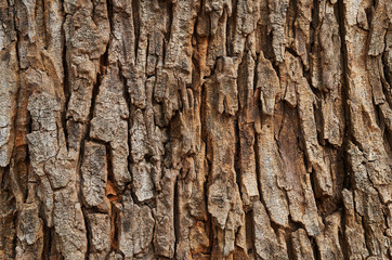 Background of the textured tree trunk
